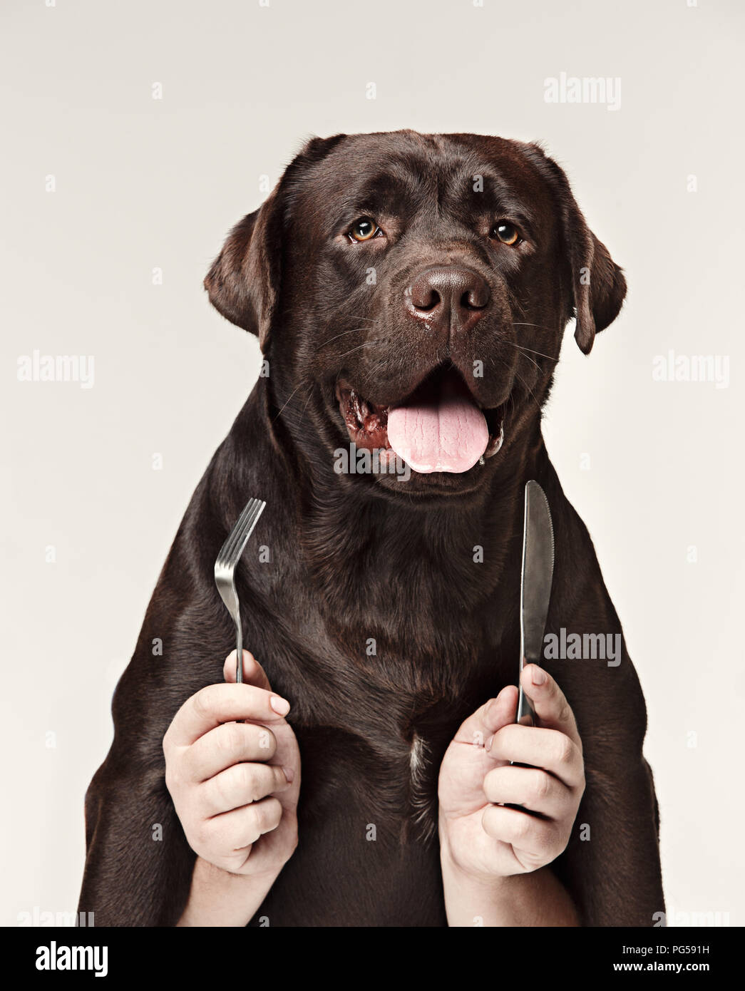 Labrador eating dog bowl hires stock photography and images Alamy