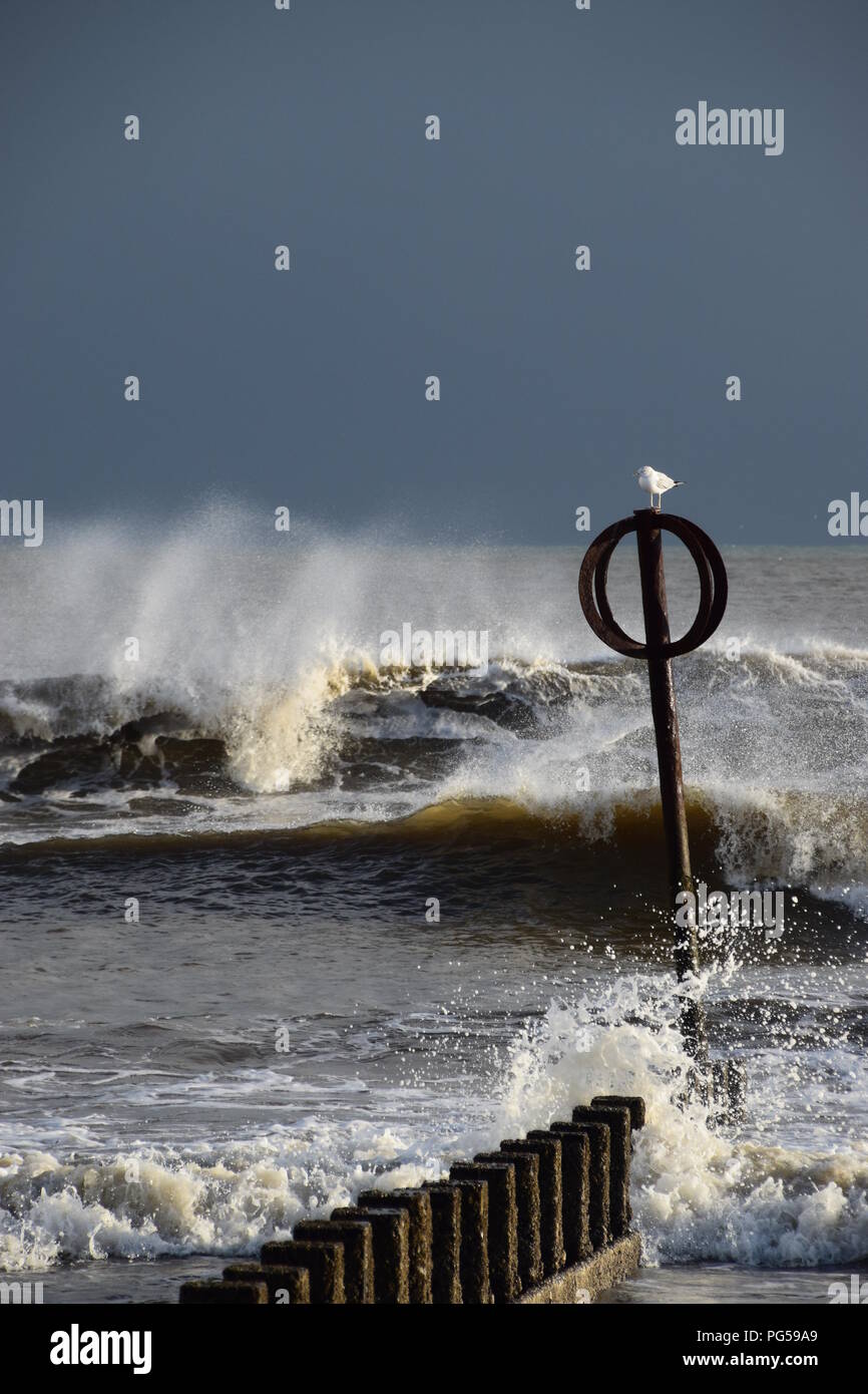 A seagull takes a rest on a stormy day at Aberdeen beach, Scotland Stock Photo