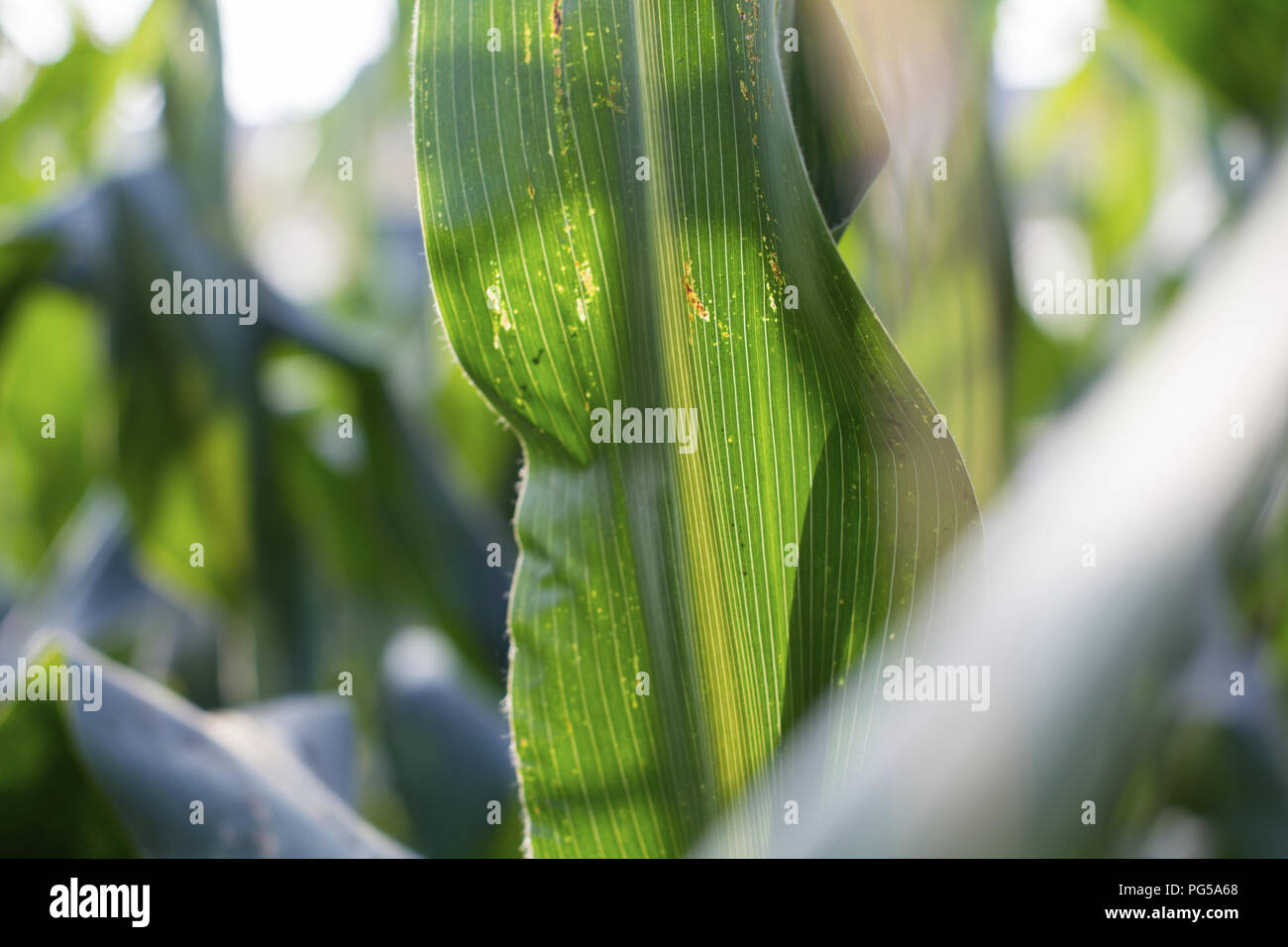 Potted corn hi-res stock photography and images - Alamy