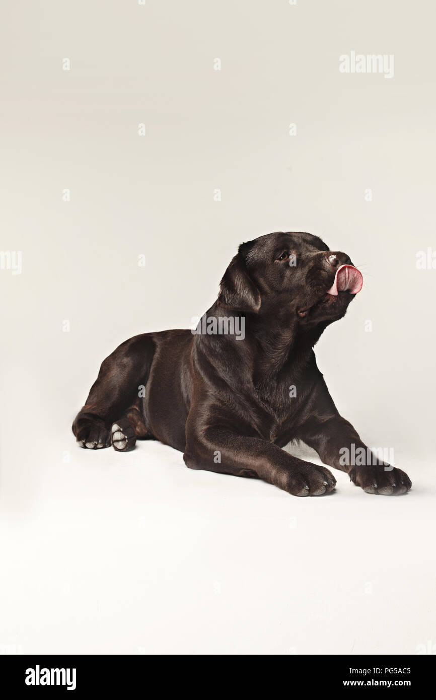 Labrador Retriever dog breed dog brown Wide tongue out hunger. emotions of animals and licking dog concept. Stock Photo