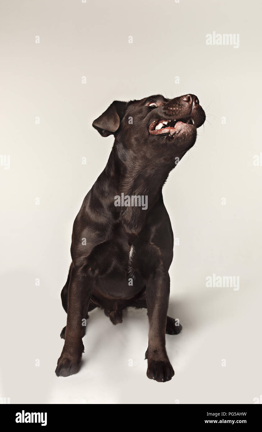Labrador retriever breed dog barks dangerously teeth and catches treats wide angle. emotions of animals and angry concept. Stock Photo