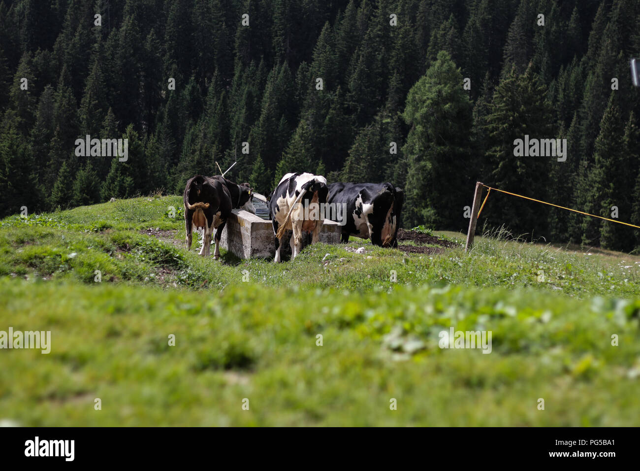 Cows In Italy Cow in mountain meadow italy hi-res stock photography and images - Alamy