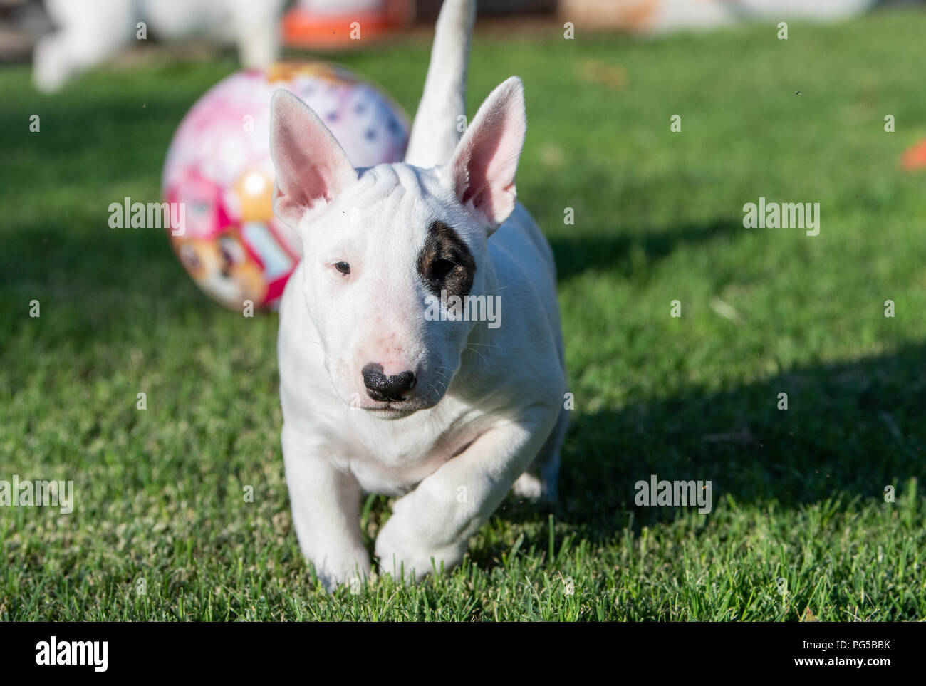 White bull terrier puppy with an eye patch on the grass Stock Photo - Alamy