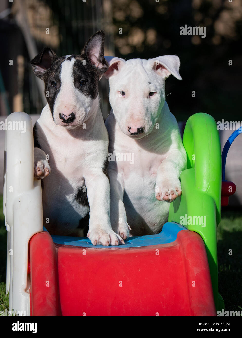 Two bull terrier puppies playing on a slide Stock Photo