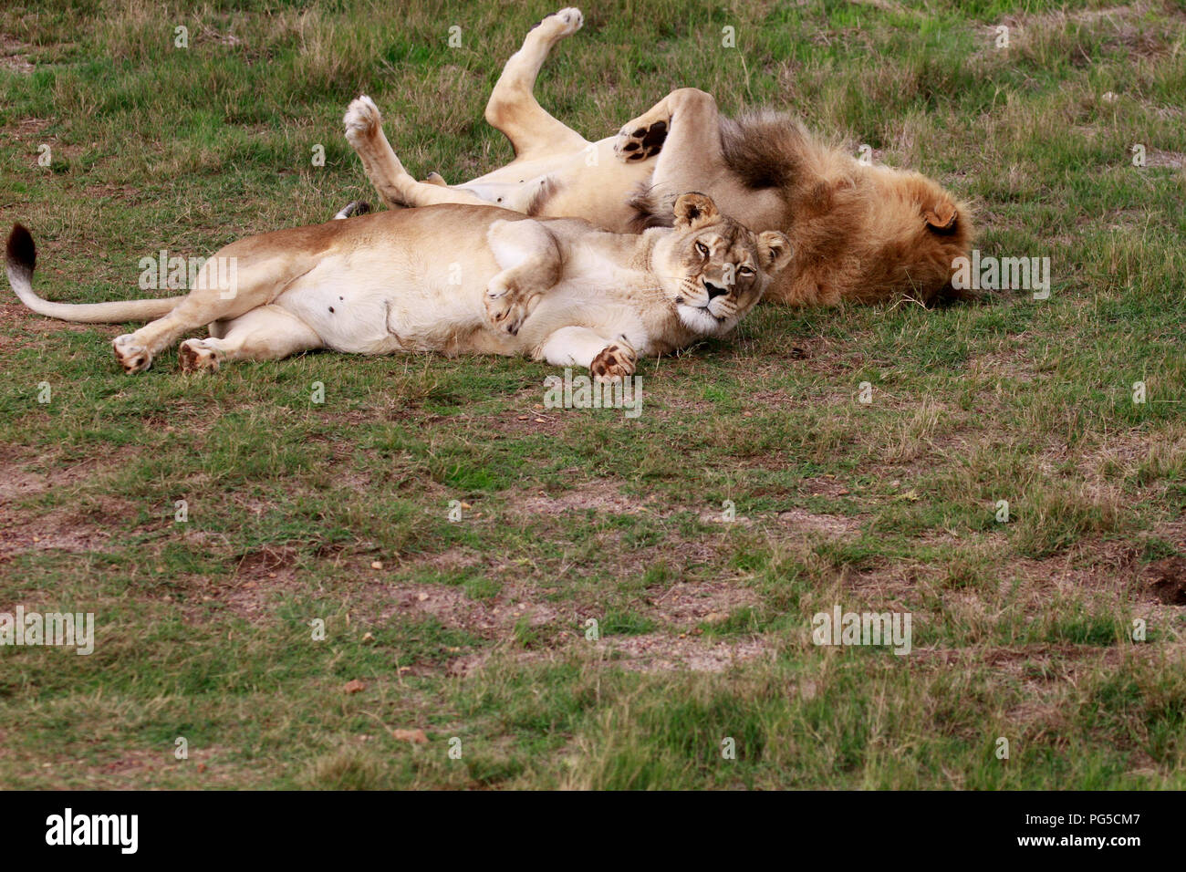 Pair of lions  (Panthera leo) in a playful mood in the Drakenstein Lion Park, Klapmuts, South Africa. Stock Photo