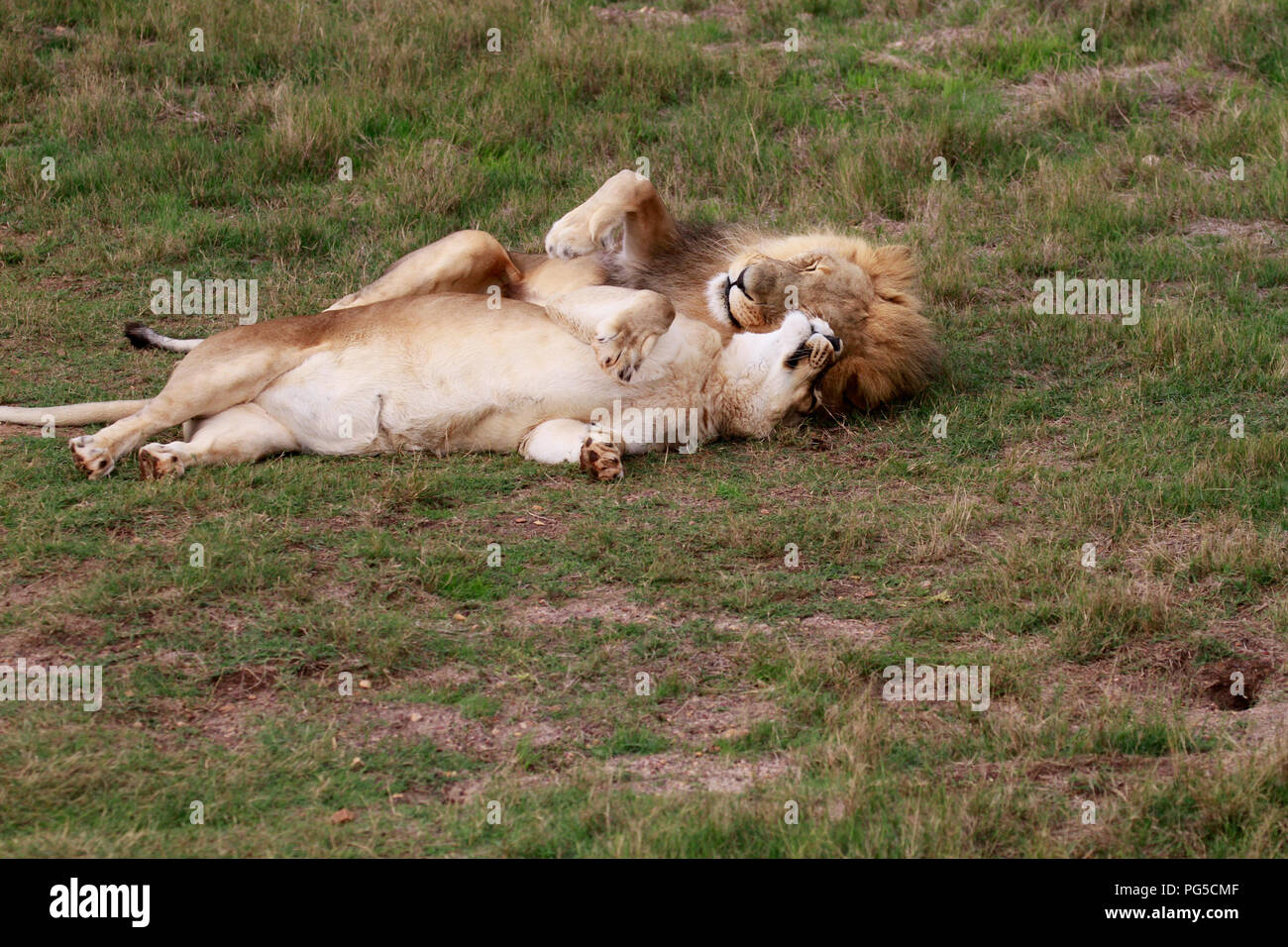 Pair of lions  (Panthera leo) in a playful mood in the Drakenstein Lion Park, Klapmuts, South Africa. Stock Photo