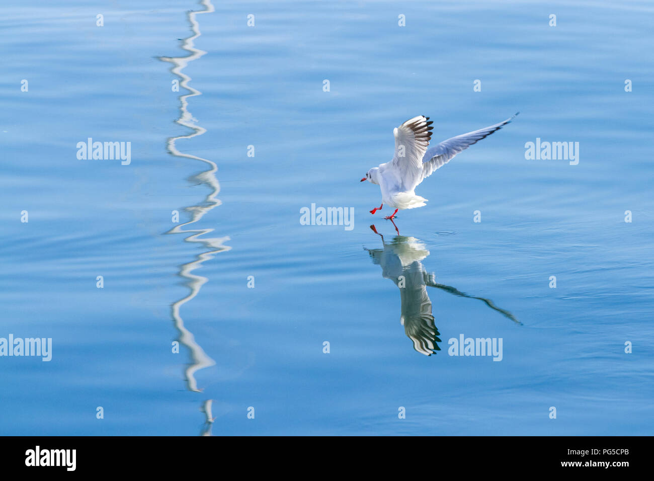 Photographs of seagulls in the port of Aguilas, Murcia Stock Photo