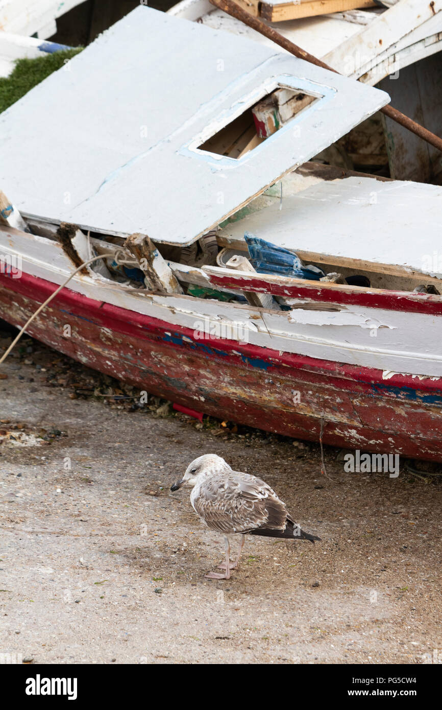 Photographs of seagulls in the port of Aguilas, Murcia Stock Photo