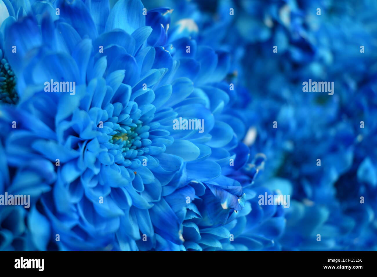 The beauty of chrysanthemum. Really is a beautiful flower with its light blue color  and the way it blossoms truly capture my eyes. Stock Photo