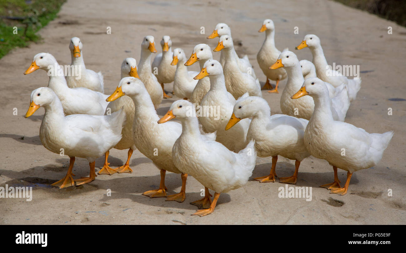 White farmed ducks in northern Vietnam Stock Photo