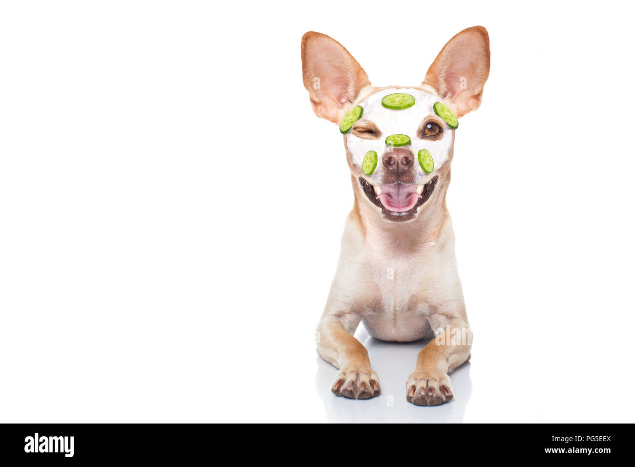 chihuahua dog relaxing with beauty mask in spa wellness center ,  moisturizing cream mask and cucumber Stock Photo - Alamy