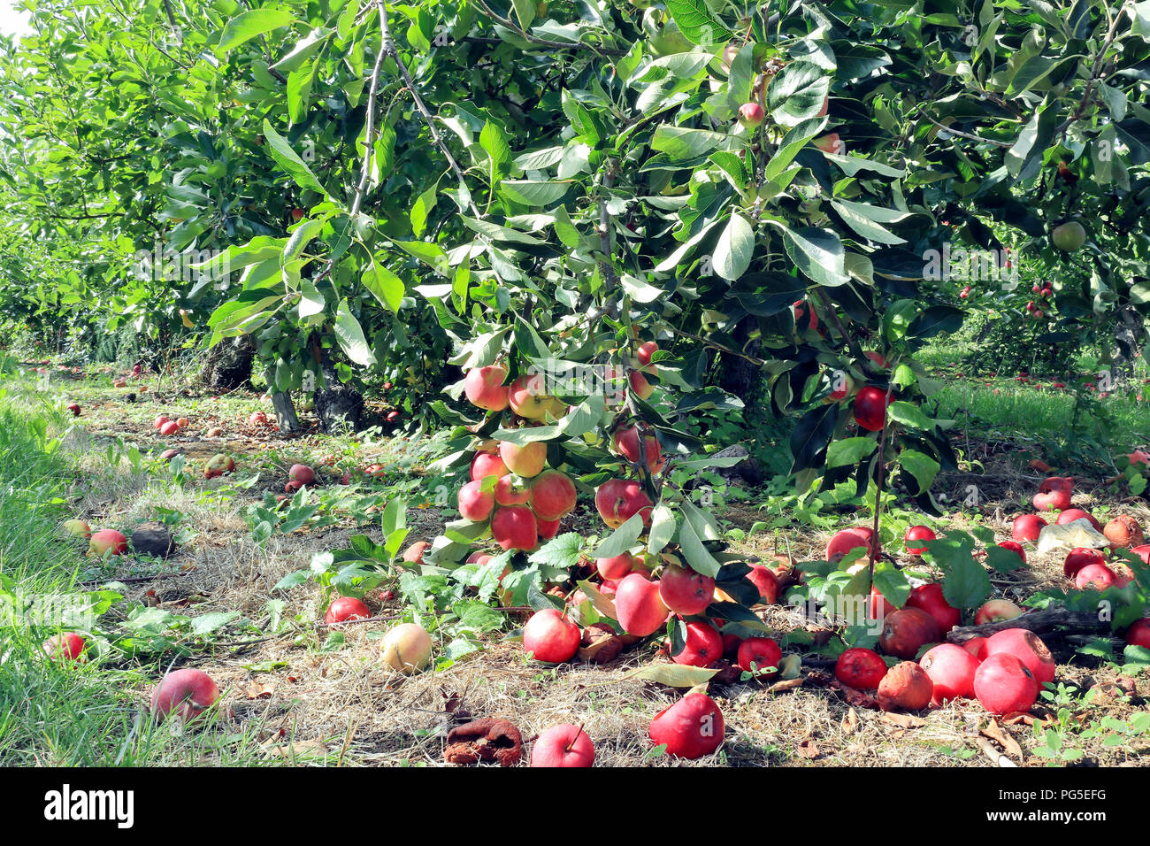 Seasonal fruit orchard with ripe organic red and yellow apples on branches and rotten on the ground, in an English rural countryside . Stock Photo