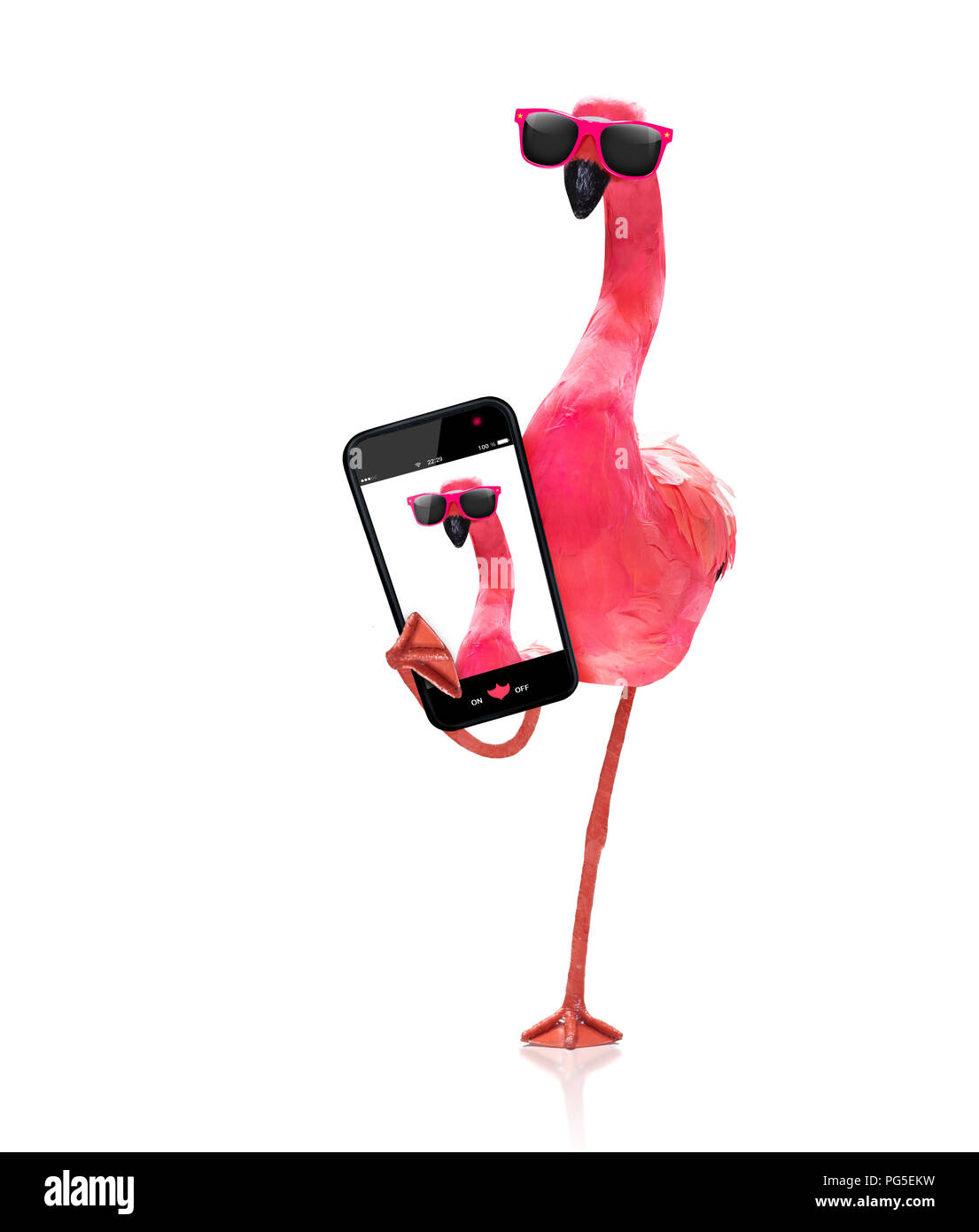 pink gay flamingo taking a selfie, on summer vacation holidays, isolated on white background Stock Photo