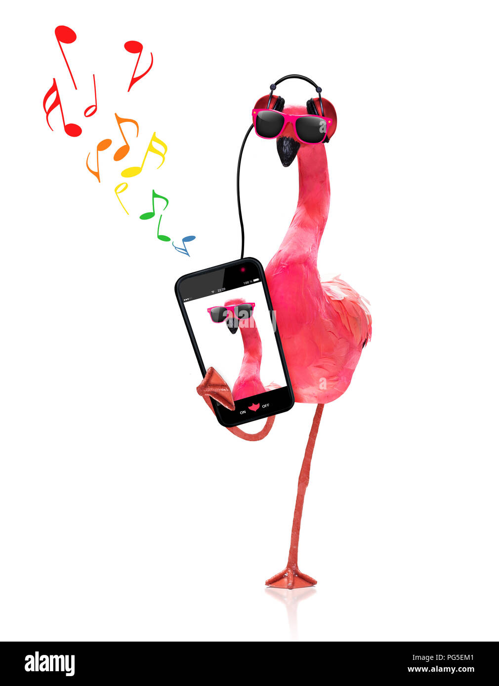 cool dj pink gay flamingo listening or singing to music with headphones and  mp3 player, isolated on white background Stock Photo - Alamy