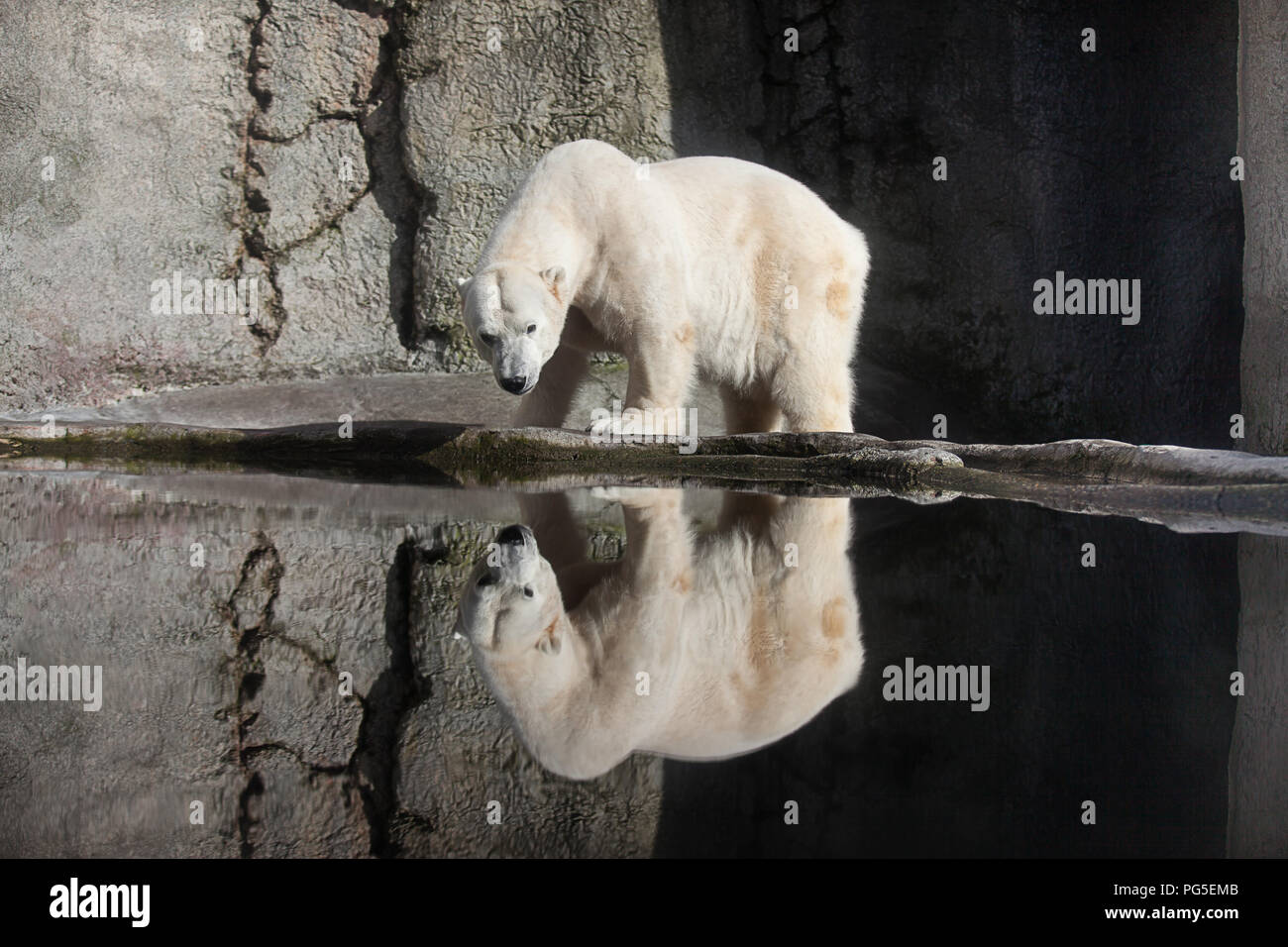 Polar bear and reflection in Portland Zoo Stock Photo