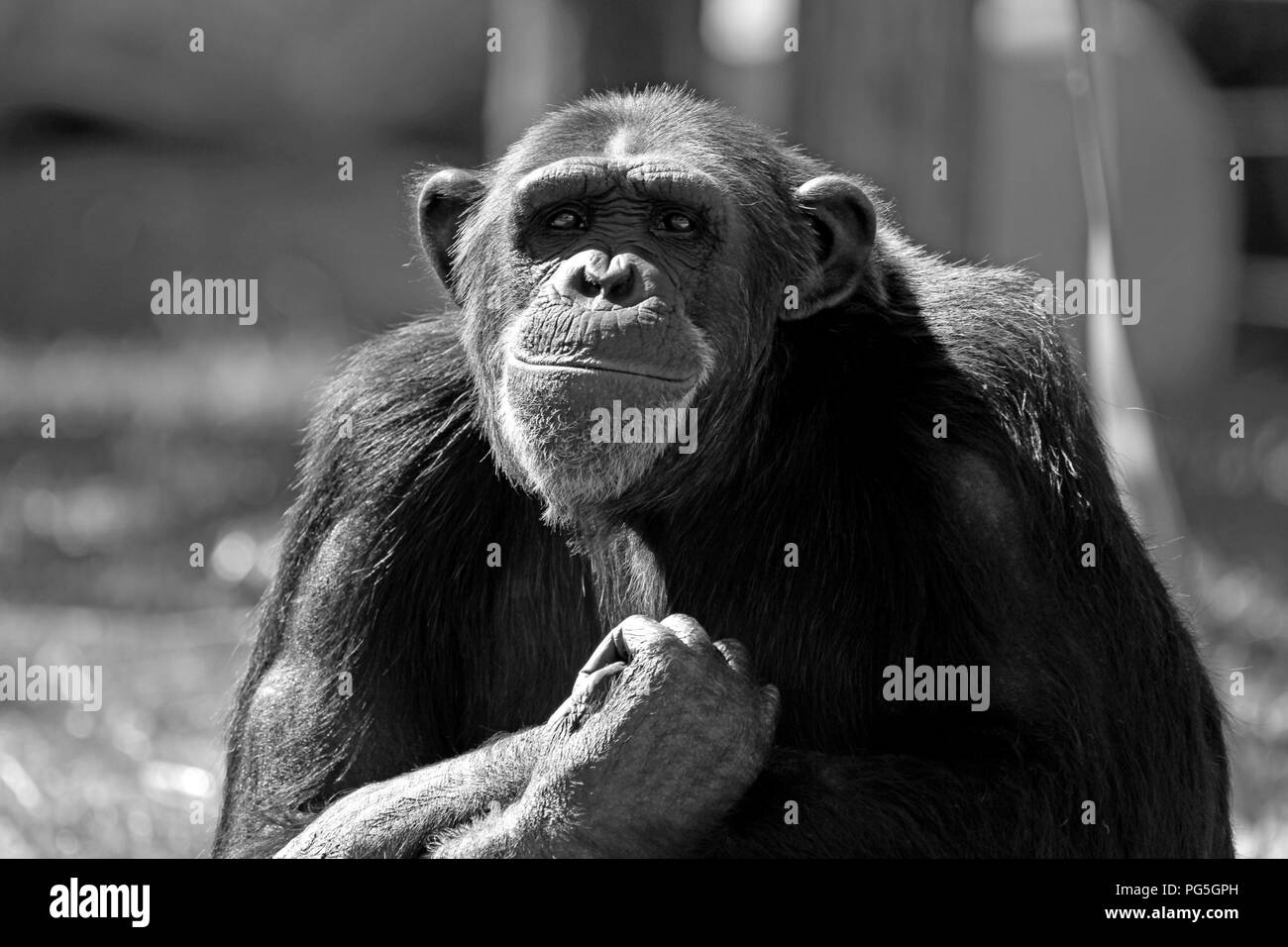 Black and white photograph of a common chimpanzee (P. troglodytes) in Monkey Town Primate Centre, Somerset West, South Africa. Stock Photo