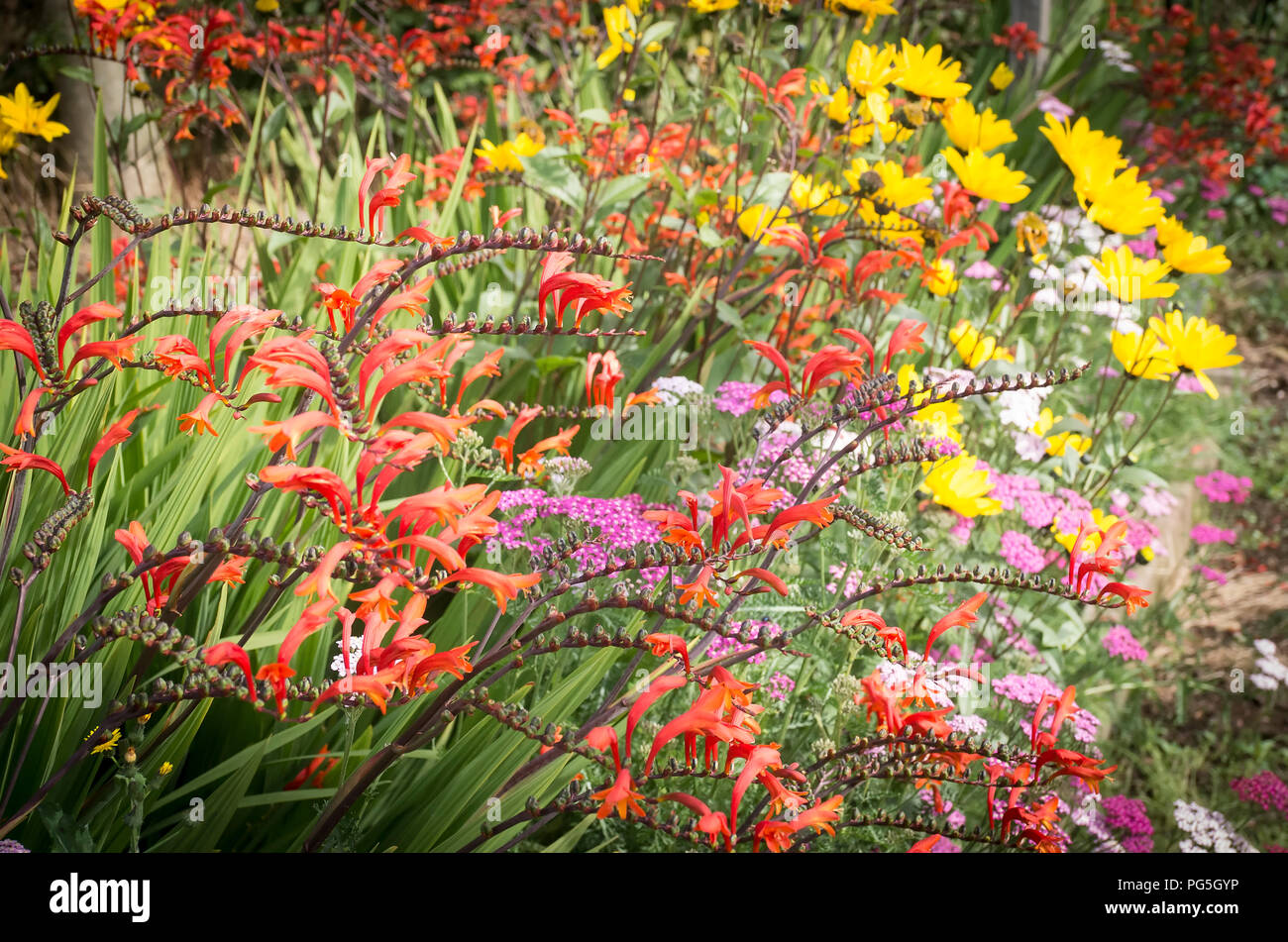 A mixed garden border of perennial flowers grown for cutting for the house in UK Stock Photo