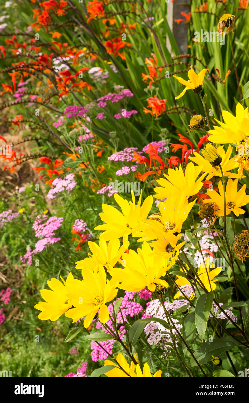 A mixed garden border of perennial flowers grown for cutting for the house in UK Stock Photo