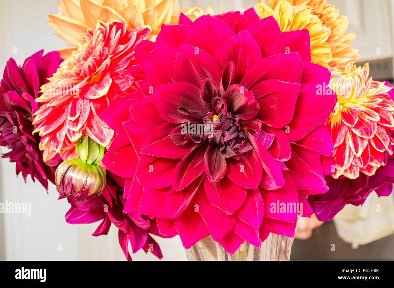 Cut flowers indoors including dahlia Admiral Rawlings in UK Stock Photo