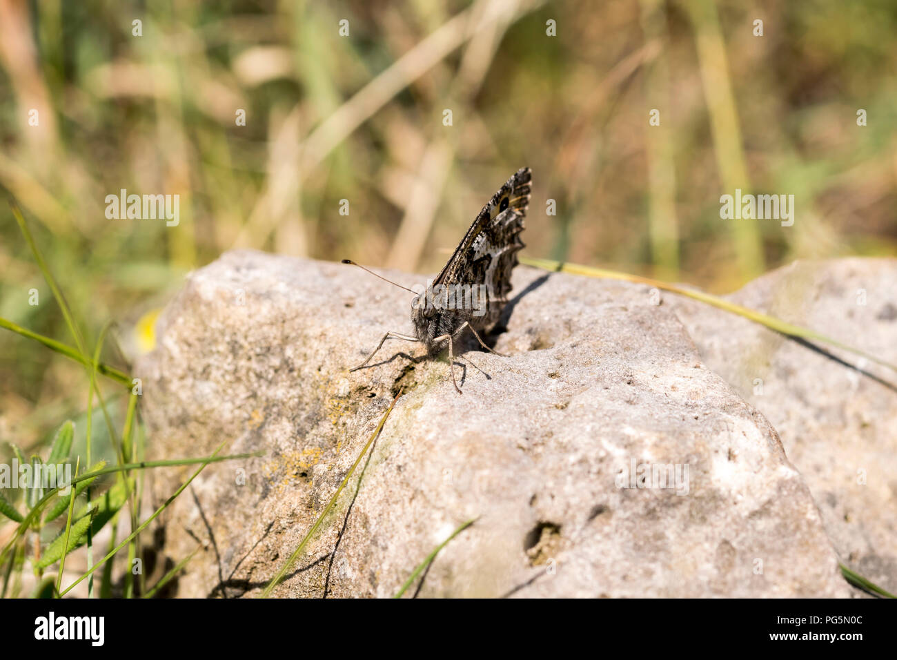 Great Ormes Head Llandudno North Wales UK  the Grayling butterfly Hipparchia semele Thyone Stock Photo