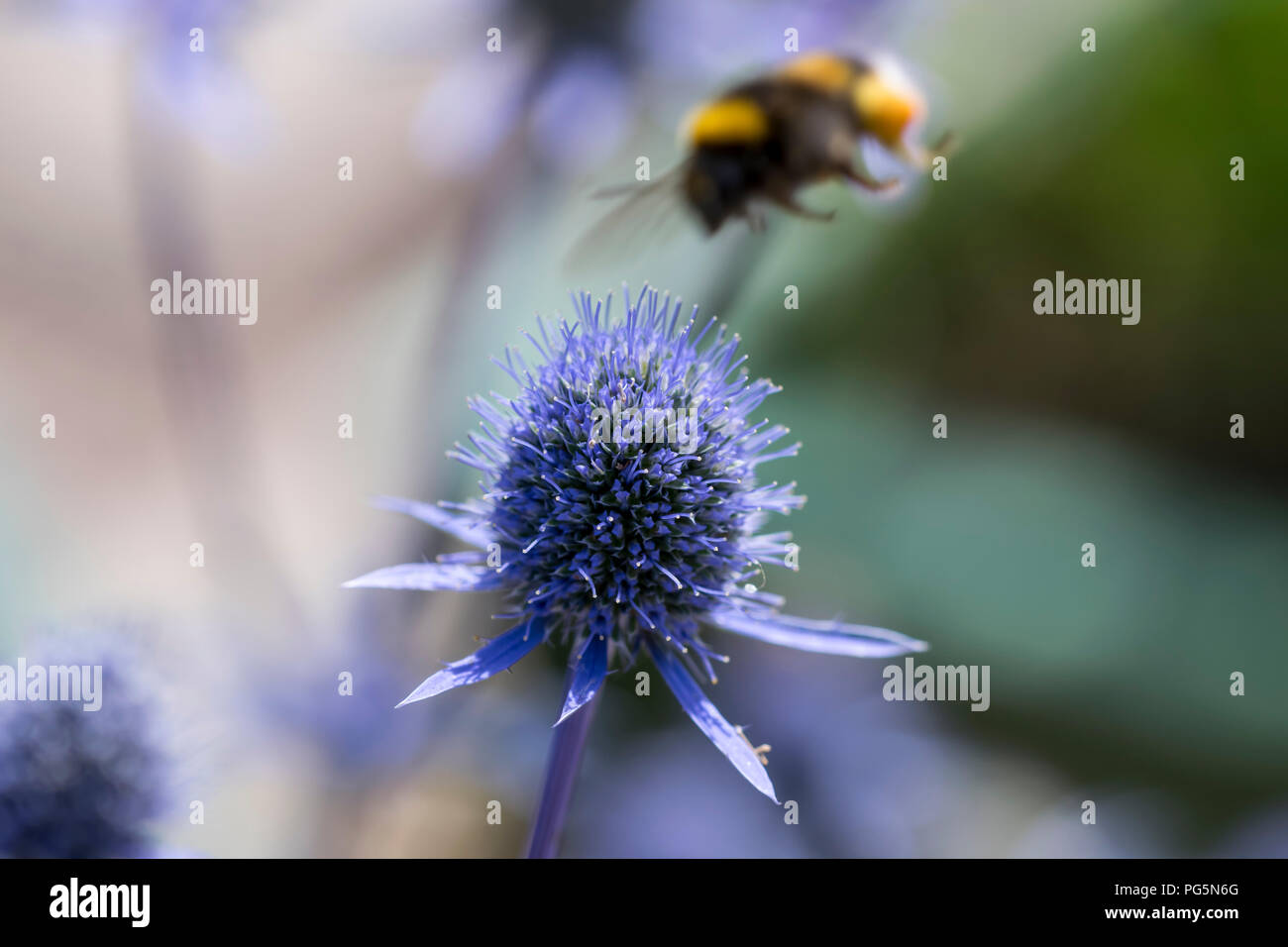 Sea Holly Eryngium Planum Stock Photo Alamy
