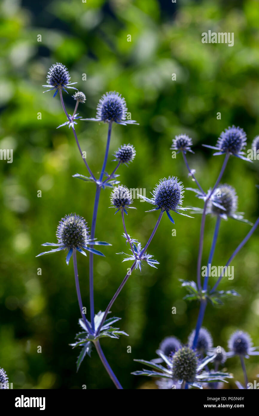 Sea Holly Eryngium Planum Stock Photo Alamy