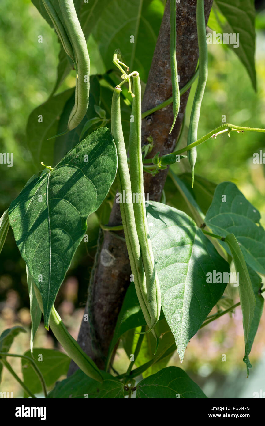 French climbing beans Stock Photo Alamy