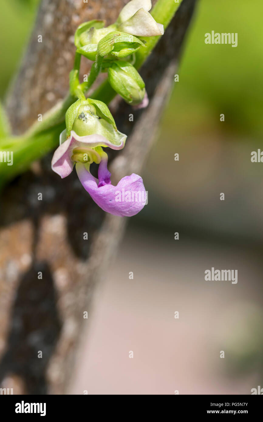 French climbing bean flower Stock Photo Alamy