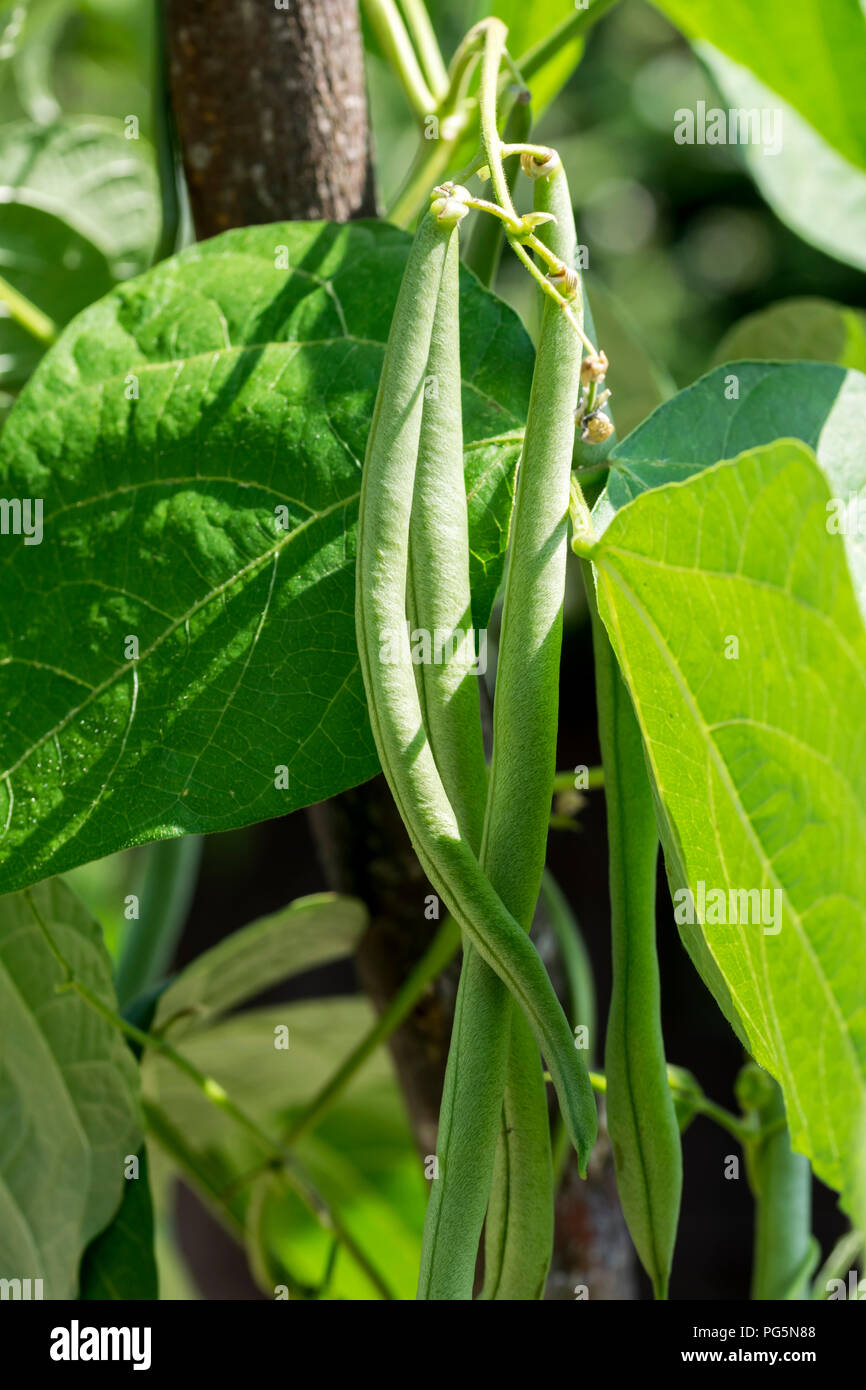 French climbing beans Stock Photo Alamy