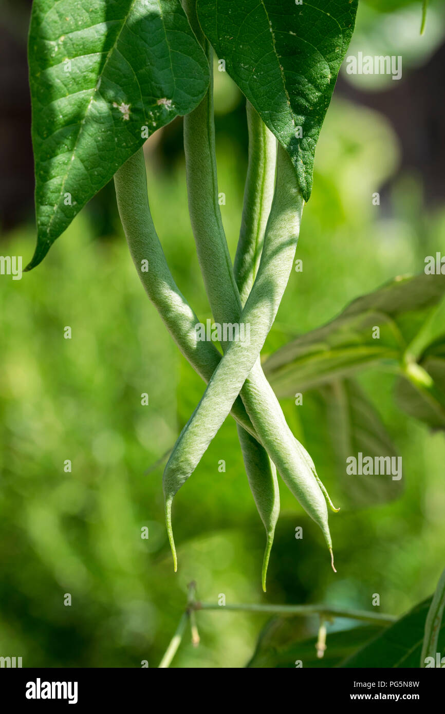 French climbing beans Stock Photo Alamy