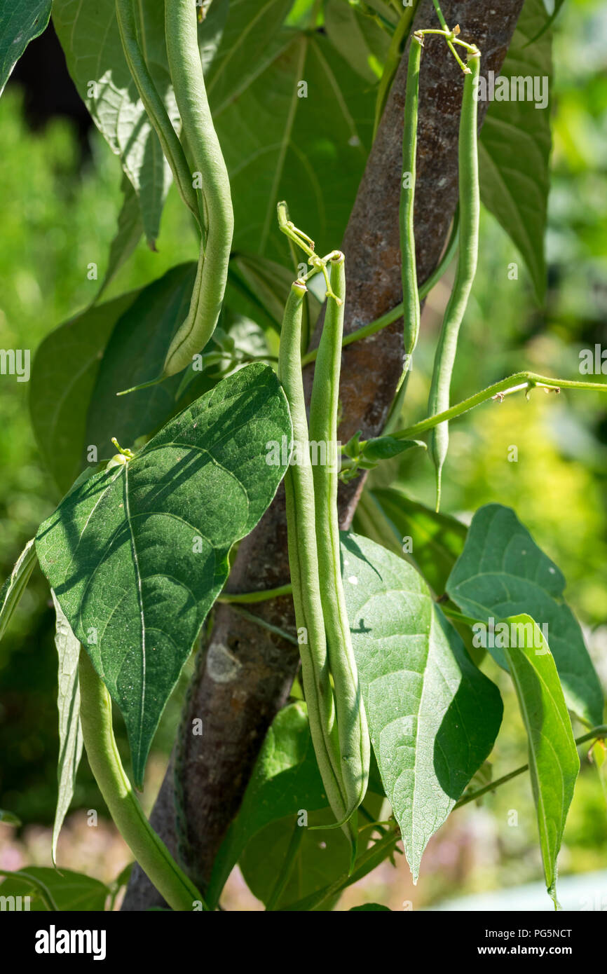 French climbing beans Stock Photo Alamy