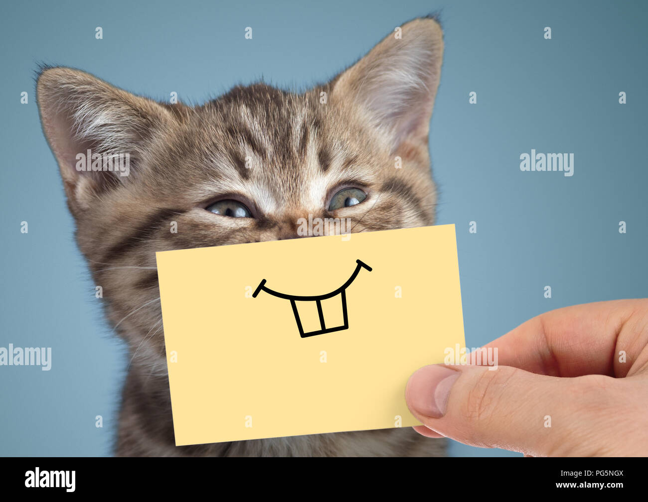 happy crazy cat portrait with funny smile on blue background Stock Photo