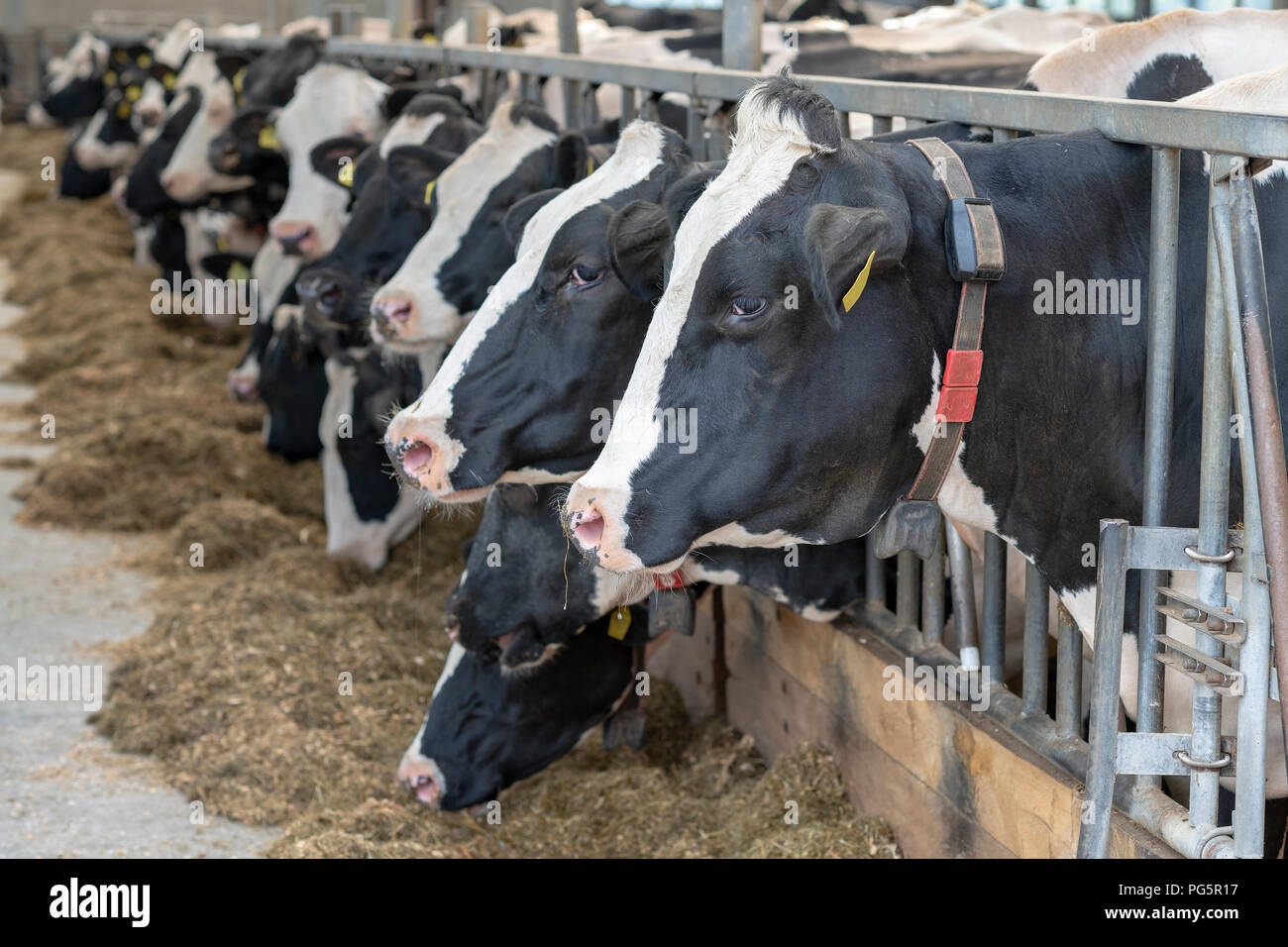 Dairy cows in an open stable on a dairy farm in the north of the