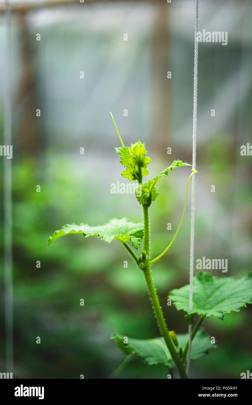 Melon tree Growing In the greenhouse Stock Photo Alamy