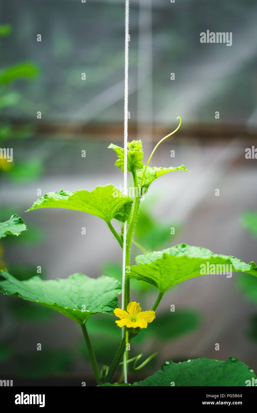 Melon tree Growing In the greenhouse Stock Photo Alamy