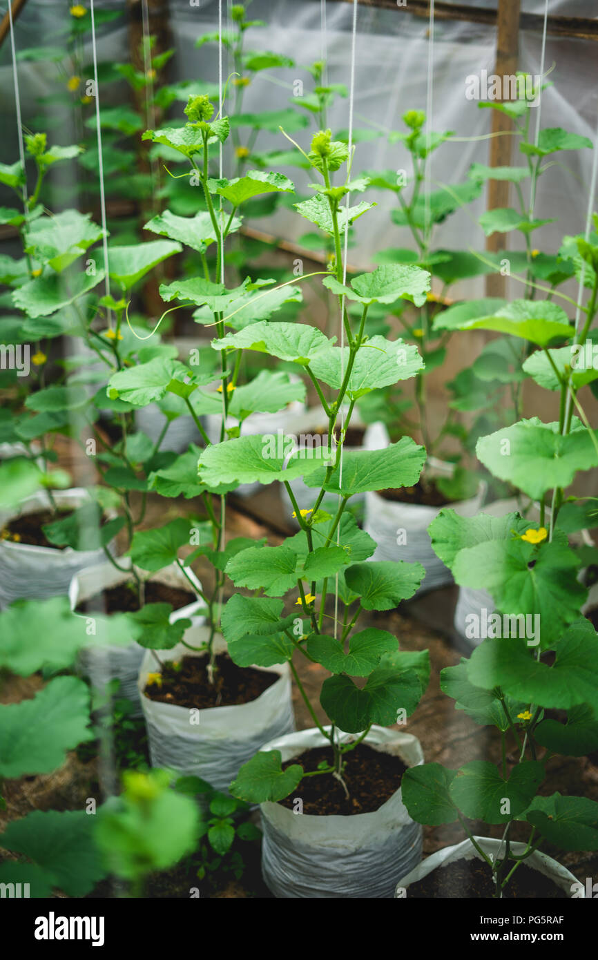 Melon tree hires stock photography and images Alamy