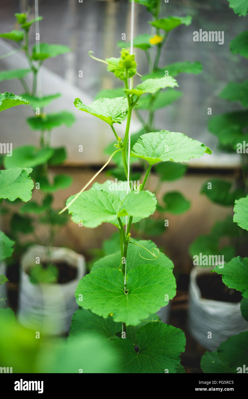 Melon tree Growing In the greenhouse Stock Photo Alamy
