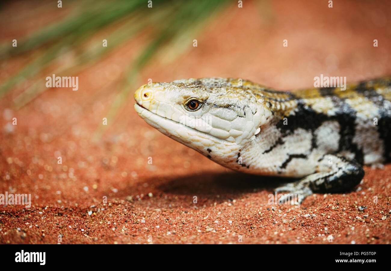 Popular pet gecko, gecko a night active lizard Stock Photo