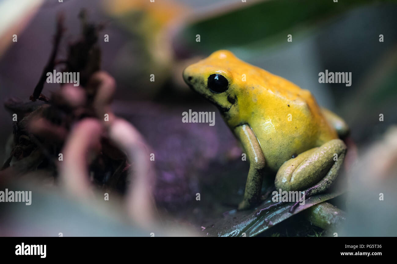 Poisonous animal hi-res stock photography and images - Alamy Poisonous animal hi-res stock photography and images - Alamy