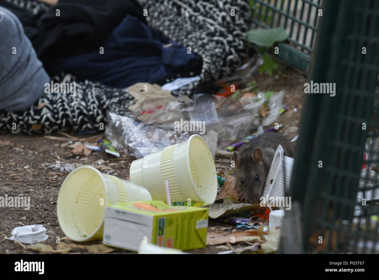 August 14, 2018 - Paris, France: Rats are seen among rubbishes and abandoned clothes near the food distribution point for migrants at porte de la Chapelle. Les rats proliferent porte de la Chapelle, dans les espaces jonches de detritus a proximite du point de distribution de nourriture pour les migrants. *** FRANCE OUT / NO SALES TO FRENCH MEDIA *** Stock Photo