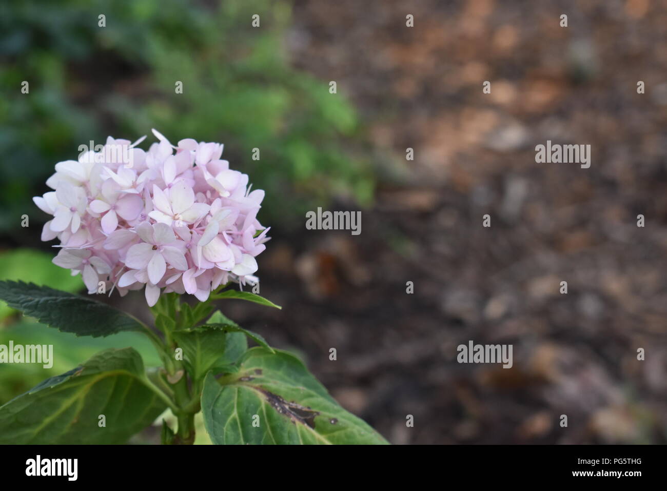 Purple flowers in garden Stock Photo - Alamy