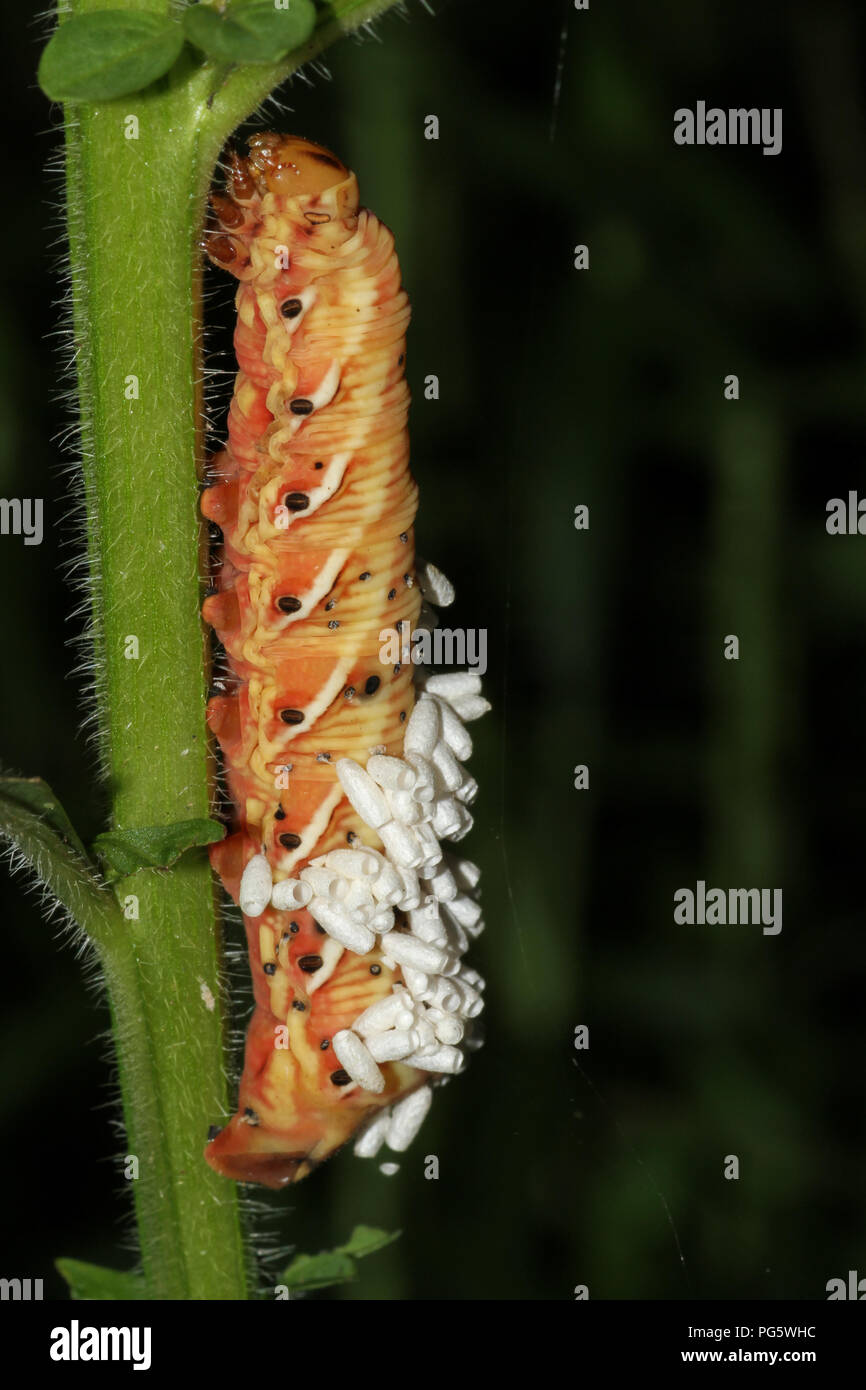 An orange parasitized caterpillar showing emergence holes and emerged cocoons of braconid wasps. Stock Photo