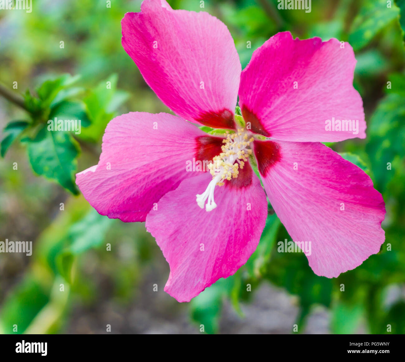 Pink hibiscus flower in bloom hi-res stock photography and images - Alamy