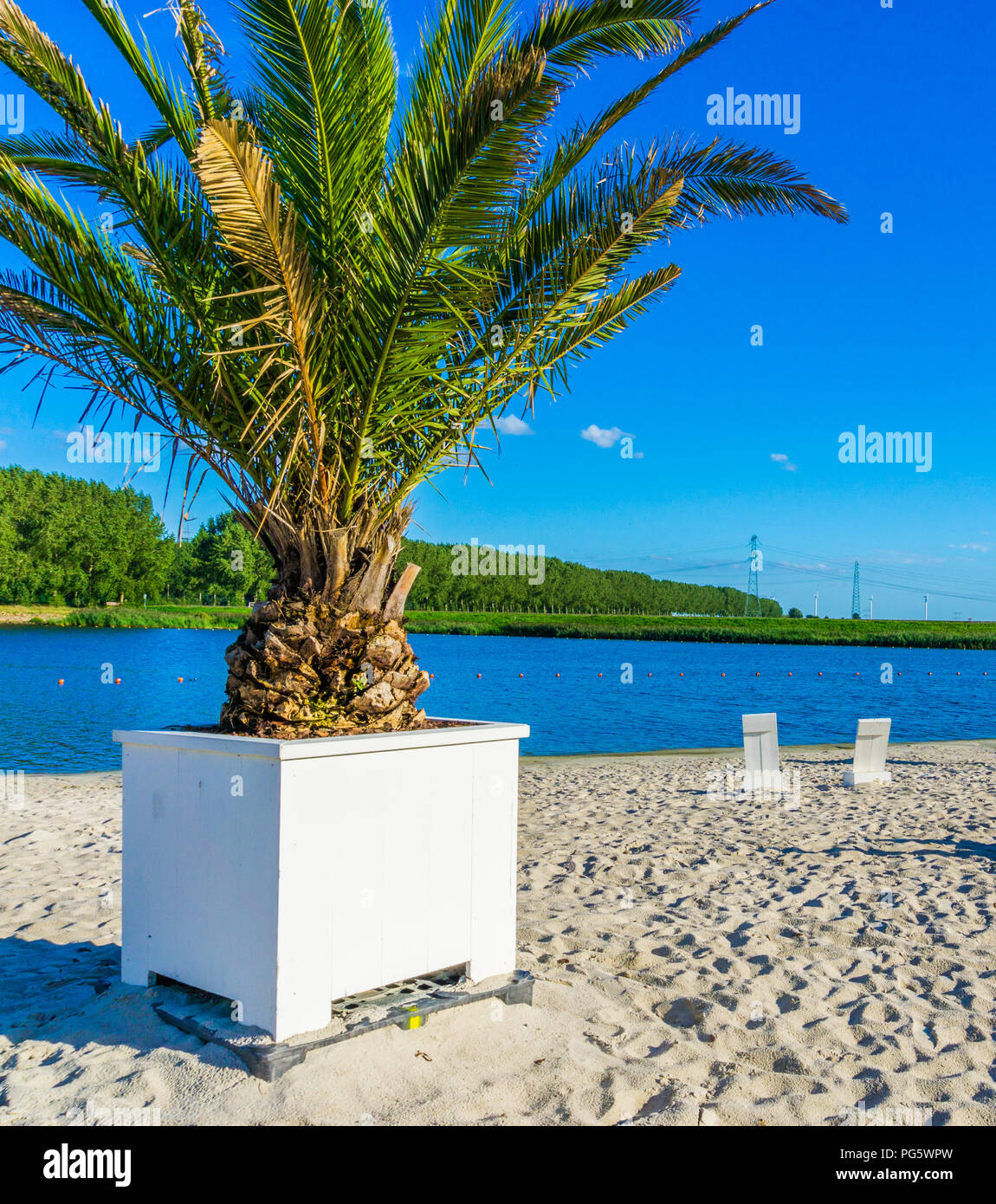 palm tree in a planter at a beach resort water landscape Stock Photo - Alamy