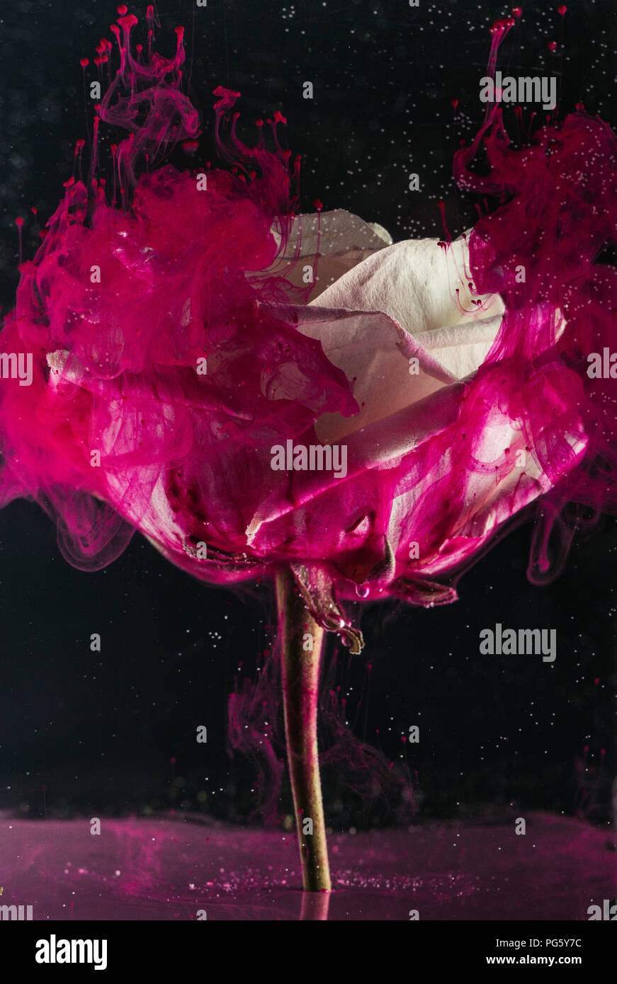 Rose pigment hi-res stock photography and images - Alamy