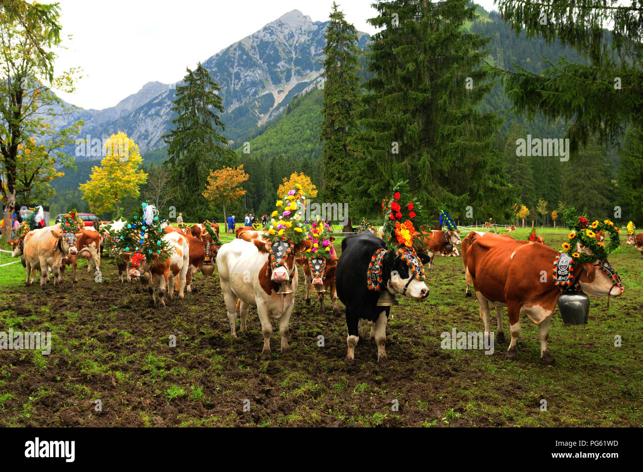 Traditional cattle downhill walk hires stock photography and images Alamy