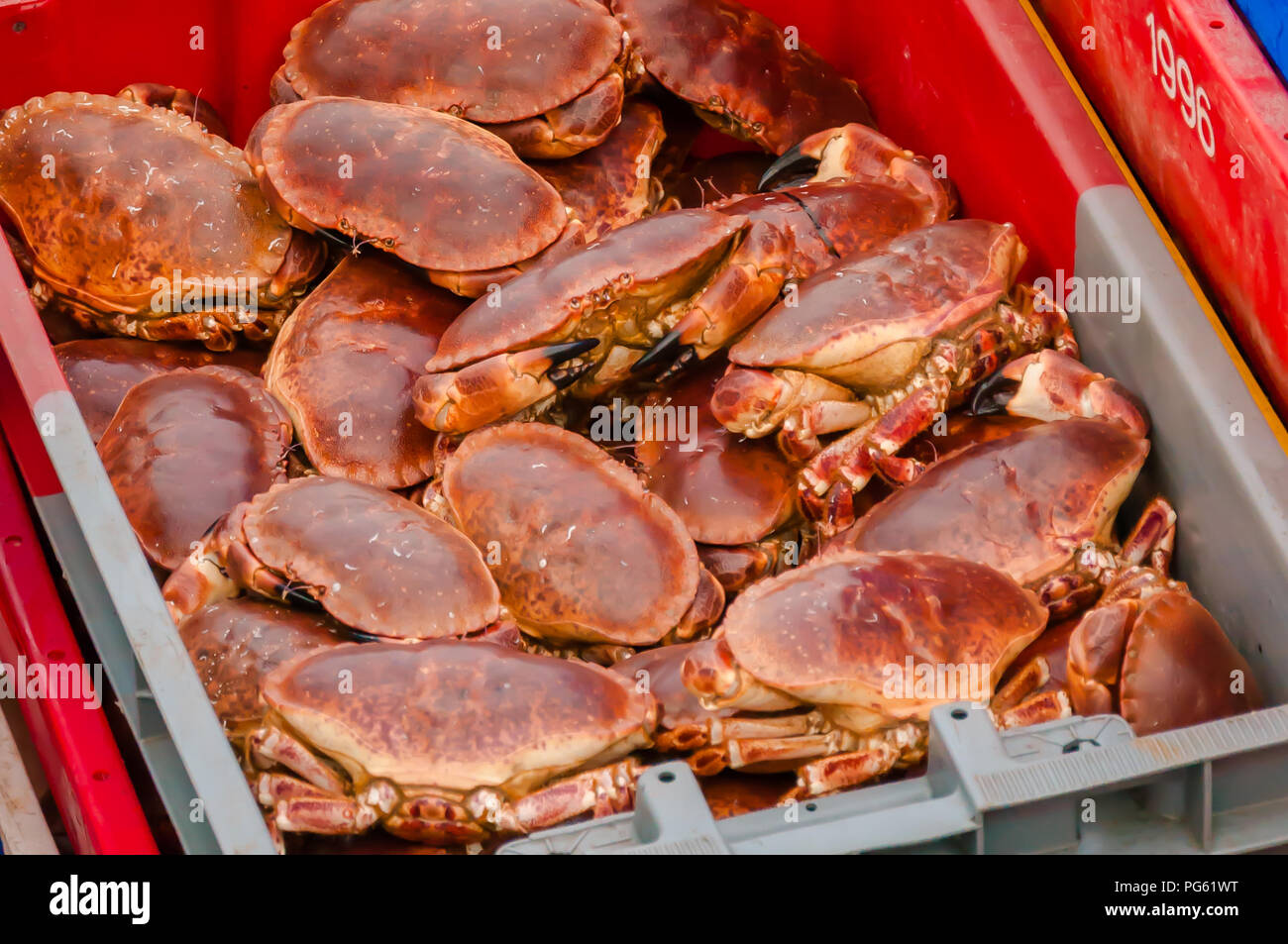Hauls of crabs in boxes Stock Photo