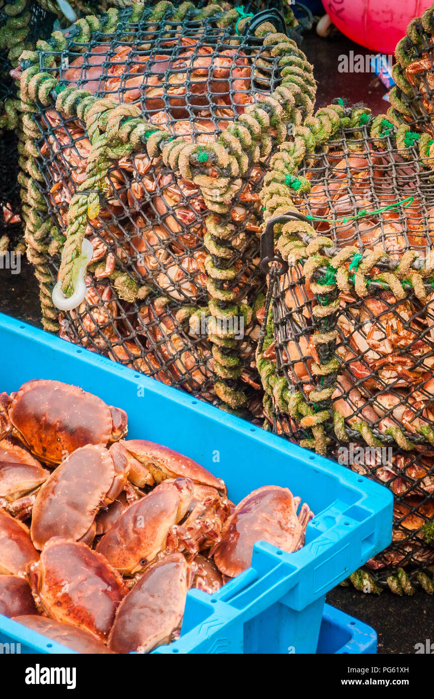 Hauls of crabs in boxes Stock Photo