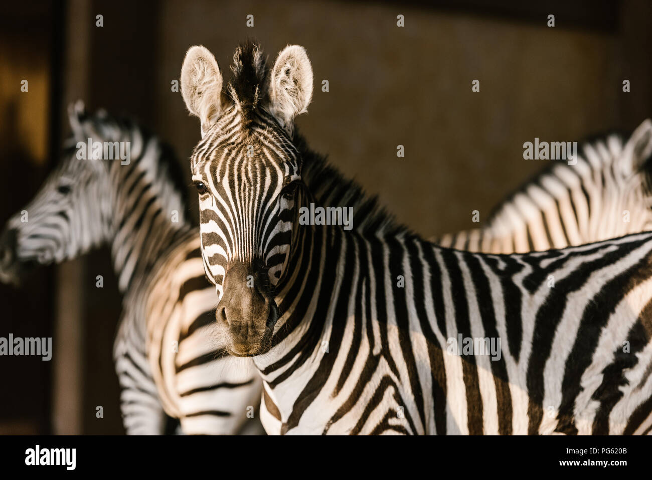close up view of beautiful striped zebras at zoo Stock Photo - Alamy