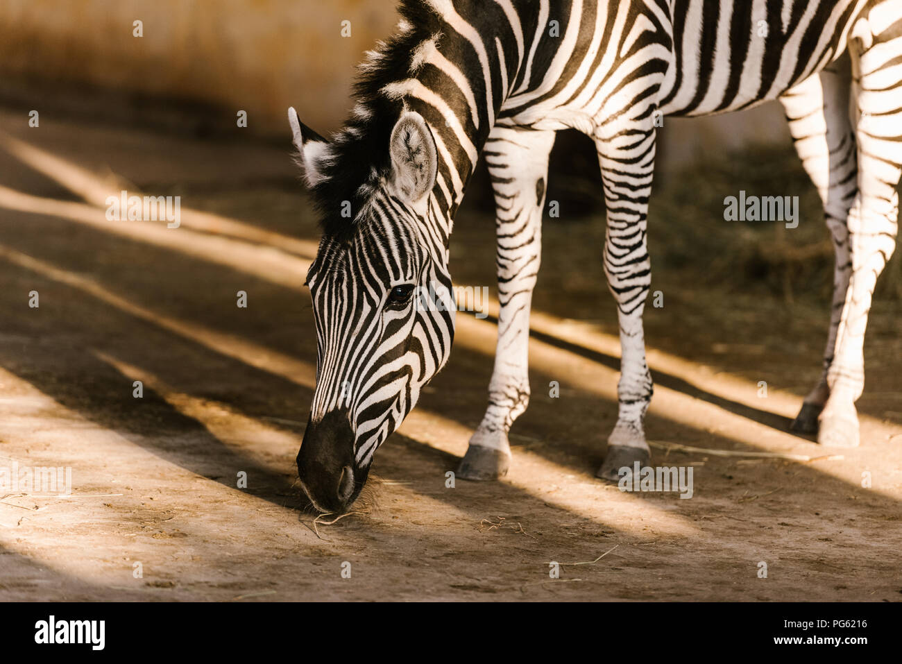 close up view of beautiful striped zebra at zoo Stock Photo - Alamy
